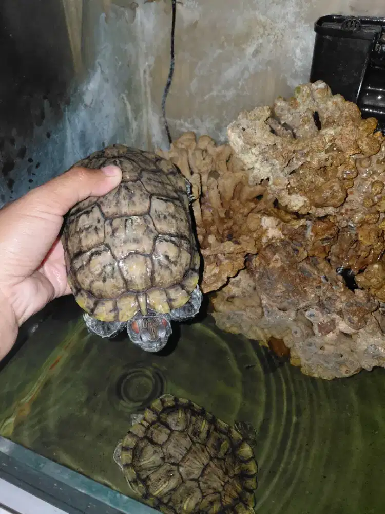 Kura-kura brazil - kurakura brazil - kura brazil 2 ekor sekitar 15 cm