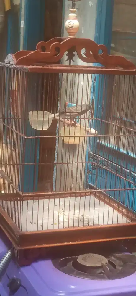 Burung kenari jantan