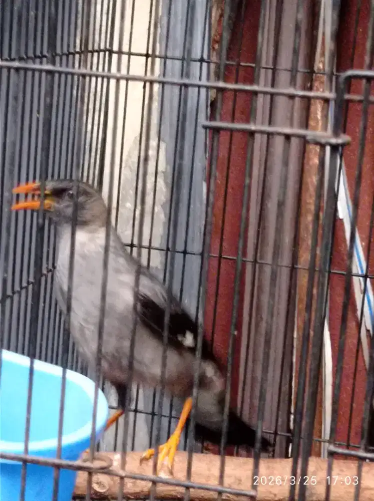 Jalak silangan langka