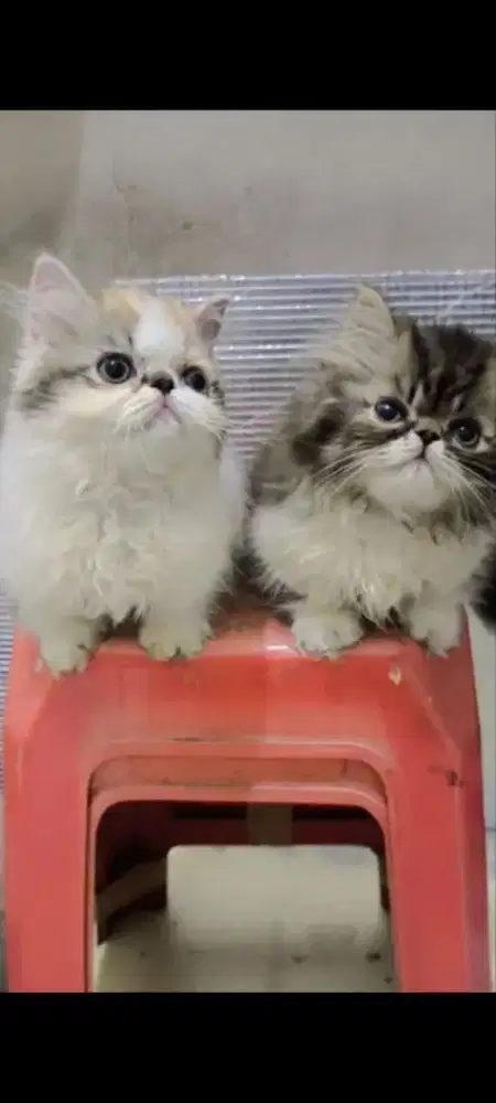 Kucing Kitten Munchkin Peaknose Pesek Cebol Longhair usia 3 bulan