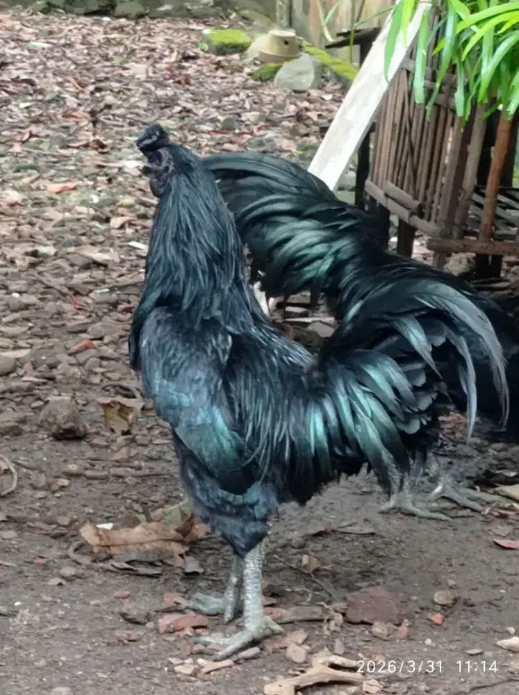 Ayam cemani jantan