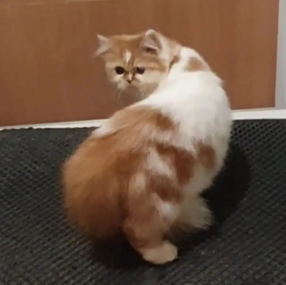 Kucing Persia Longhair NS Betina usia 8 bulan