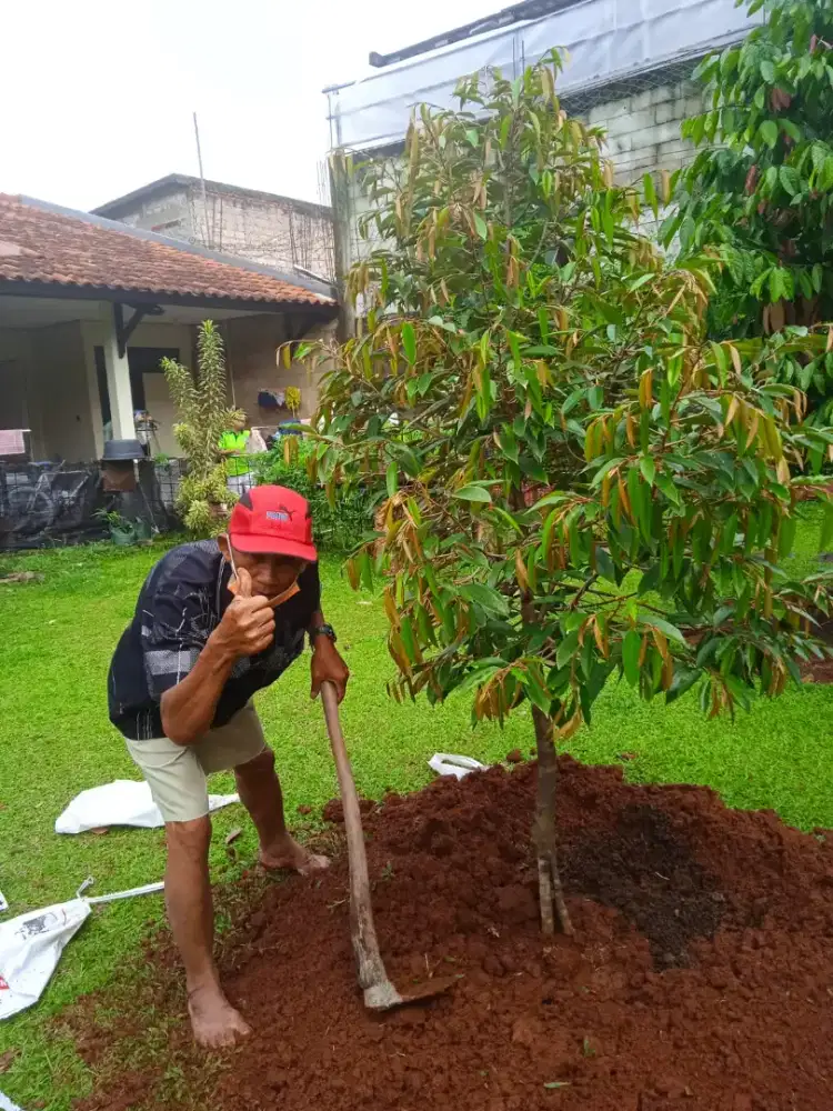 Menjual bibit durian musang king