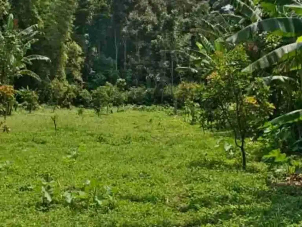 Kebun Alpokat Murah Dekat Sawojajar Kota Malang