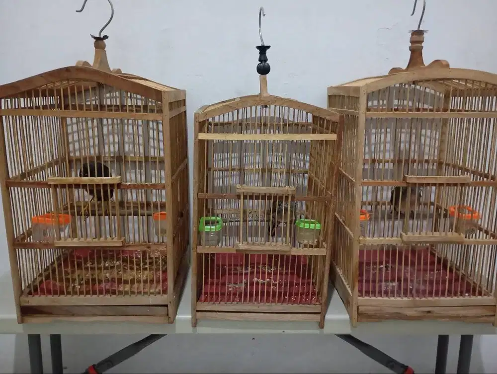 borongan 3burung plus kandang(1jalak kebo dan 2 perkutut lokal)