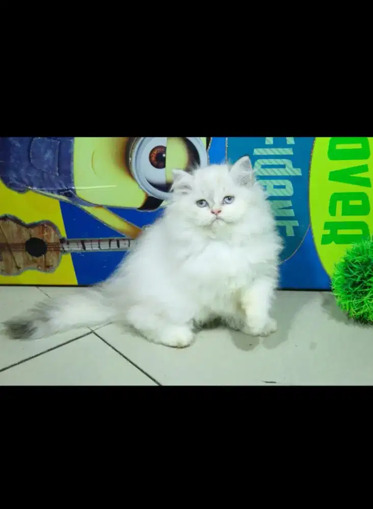 kucing kitten anakan anggora ragdoll persia peaknose mainecoon