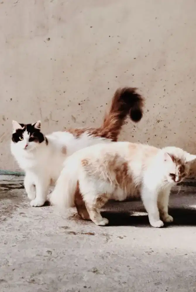 Free Adopt Kucing Mix Persia