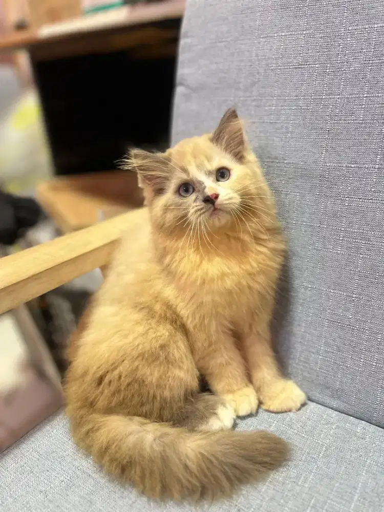 kucing kitten anakan persia anggora ragdoll mainecoon munchkin