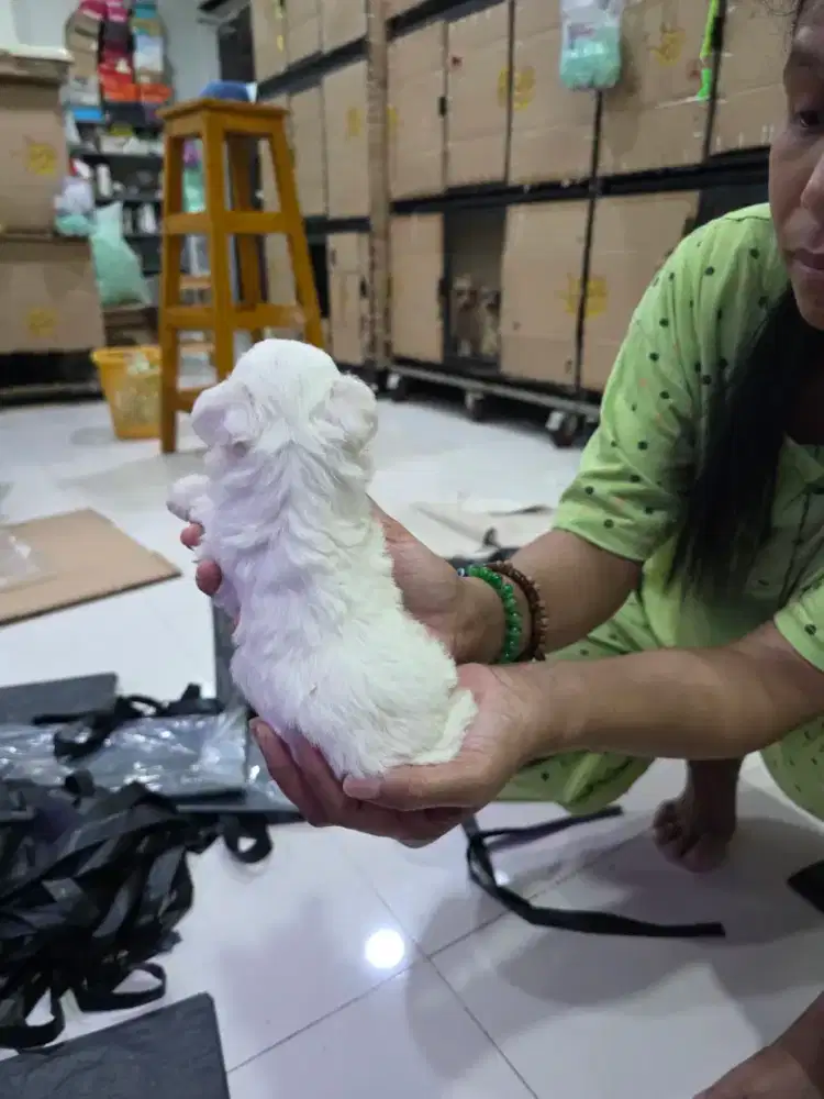 Poodle jantan puppy putih dan aprikot