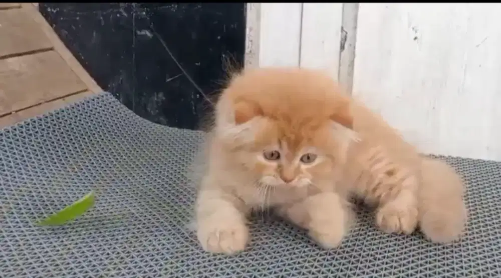 jantan Scotthis fold