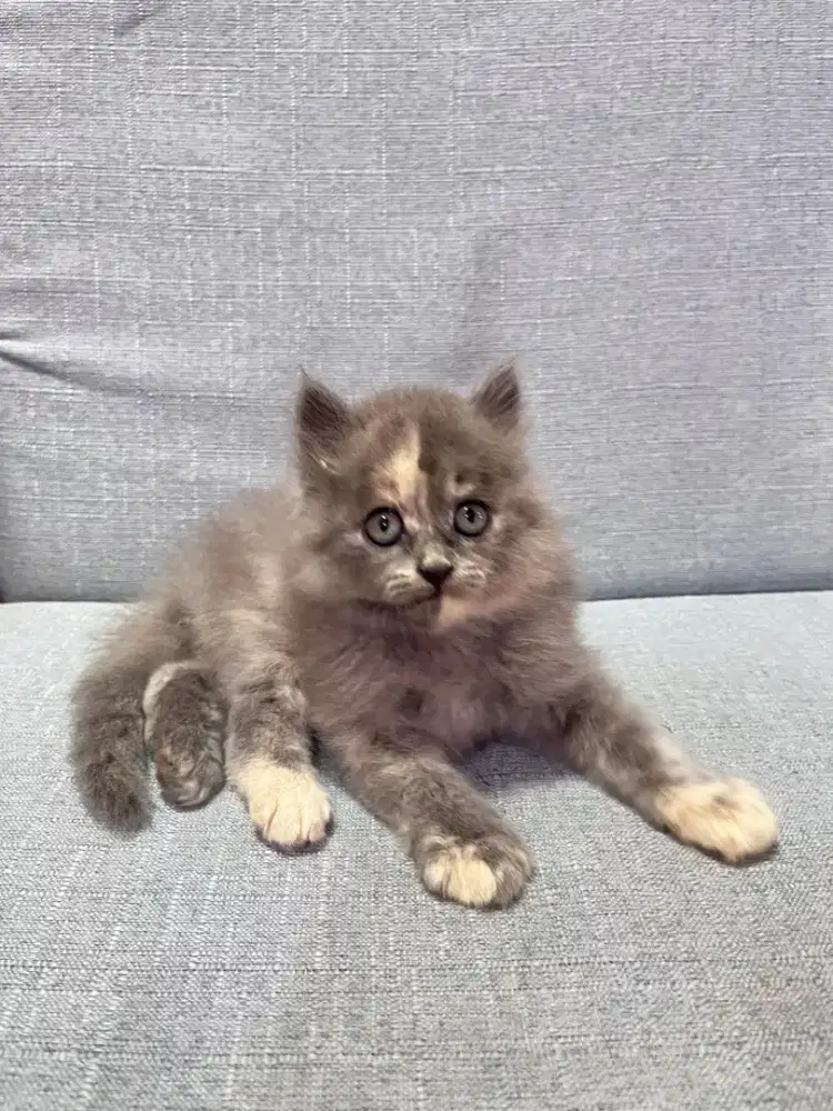 kucing kitten persia anggora ragdoll himalaya munchkin