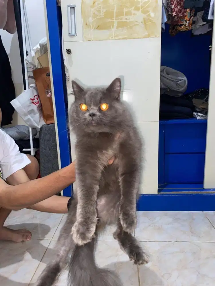 2 kucing persia mixdom jantan