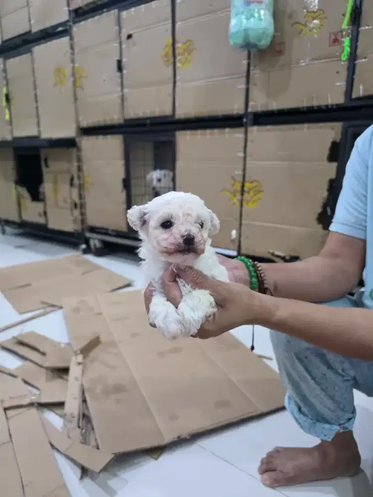 Poodle.betina puppy putih