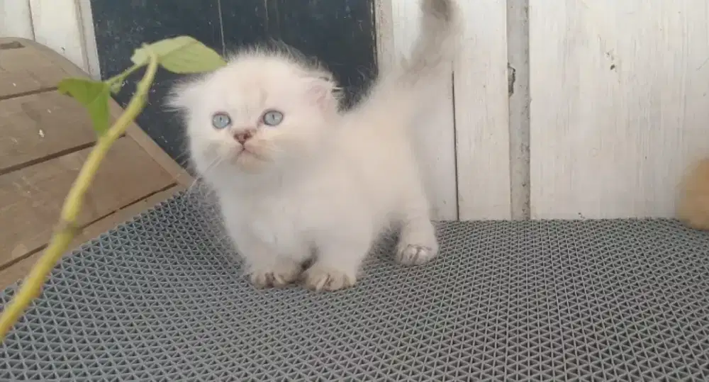 Munchkin gaelic fold