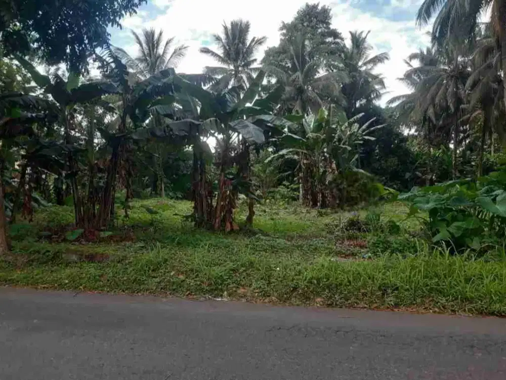 DIJUAL CEPAT TANAH CANTIK DAN MENARIK DAERAH AIRMADIDI, HARGA SANGAT MURAH