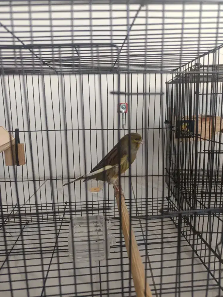 Pengurus hewan, burung, datang ke rumah