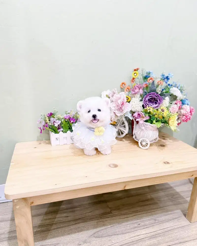 Male korean mini bichon frise super imut kaki cebol muka imut cakep