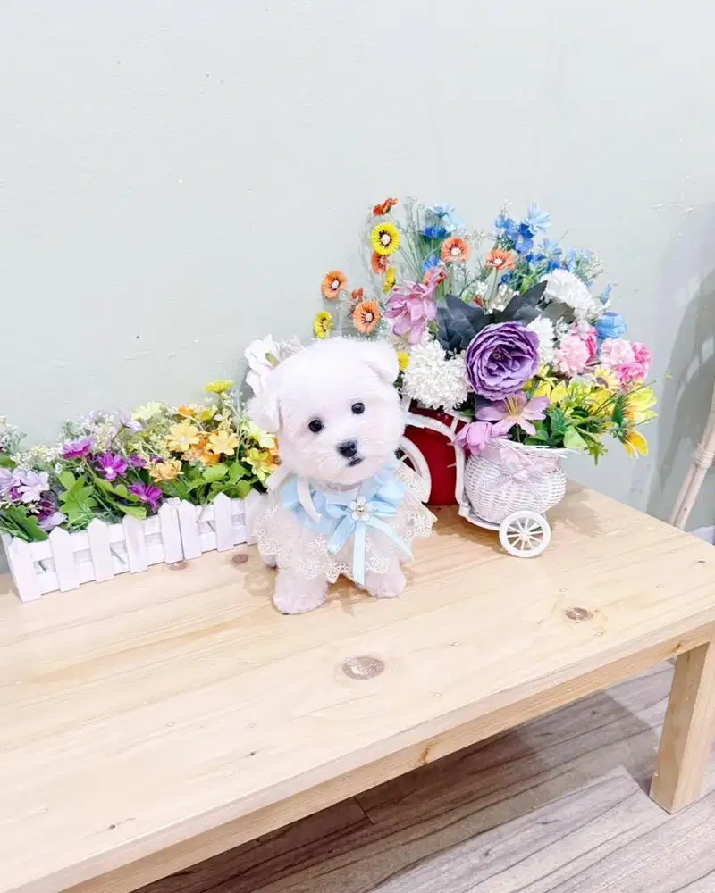 Korean mini bichon frise male super cute face bloodline import korea