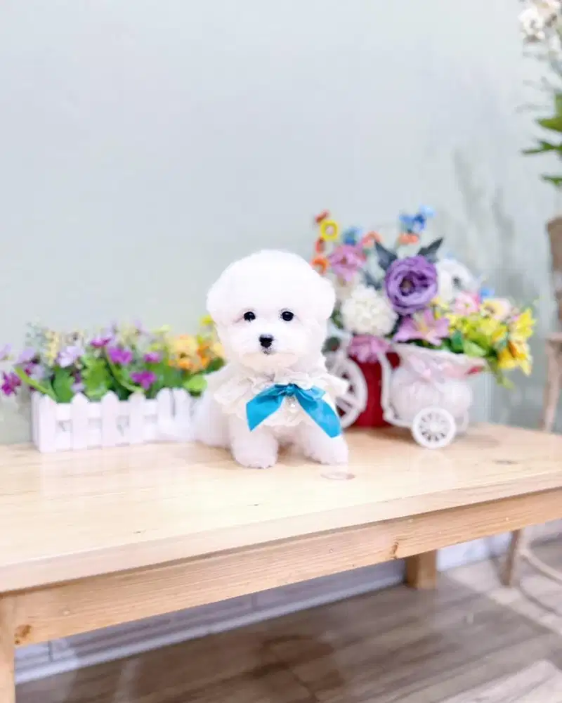 Male korean mini bichon frise bloodline import korea super cute face