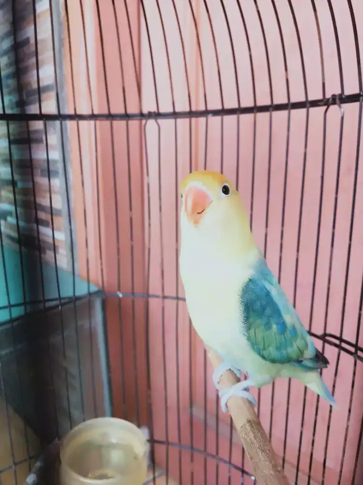 Lovebird Sepasang PB x Pasjo Produksi bawa anak