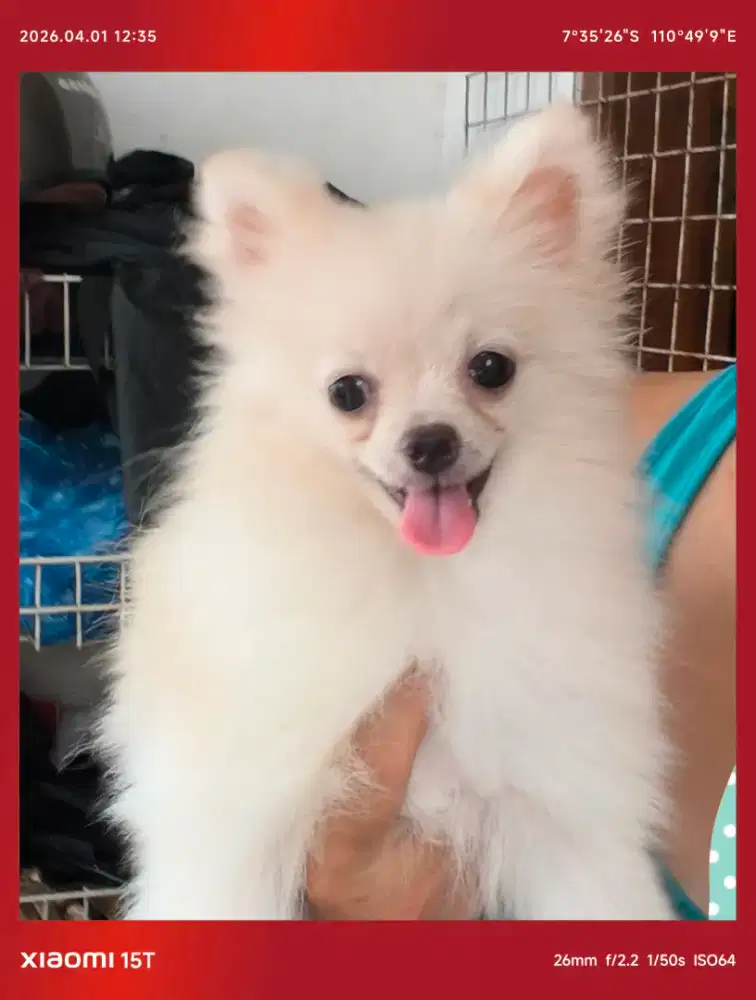 Super Mini pom betina