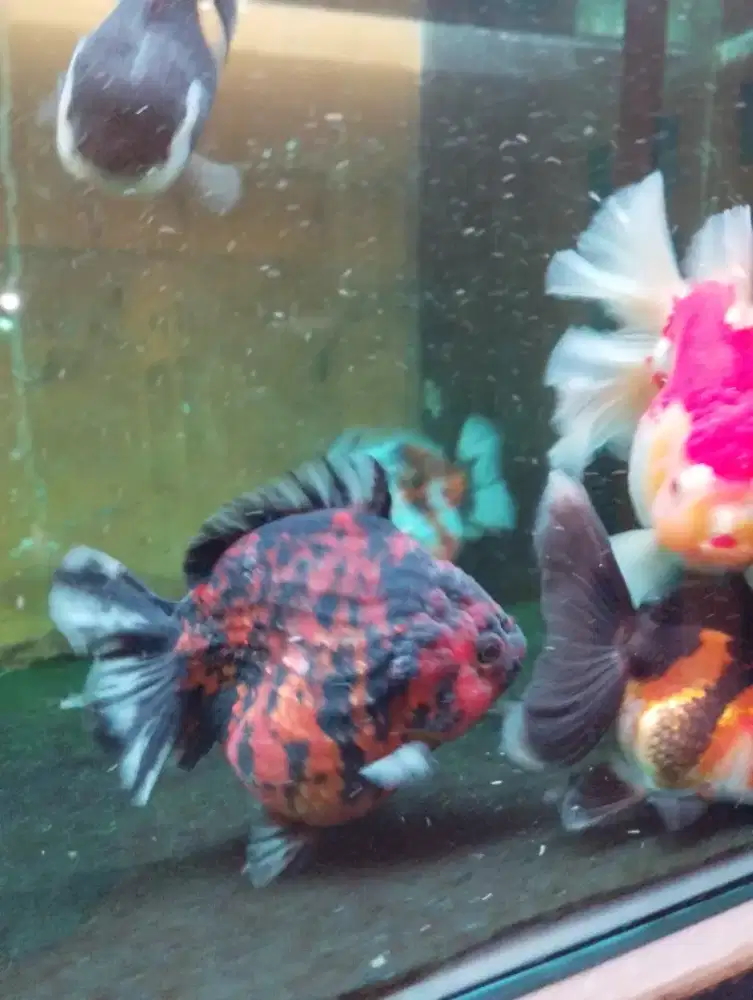 Oranda tiger short tail