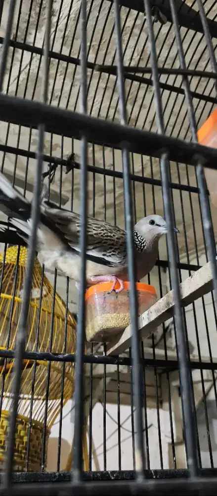 Tekukur nonkuk kolbuntete lokal alam