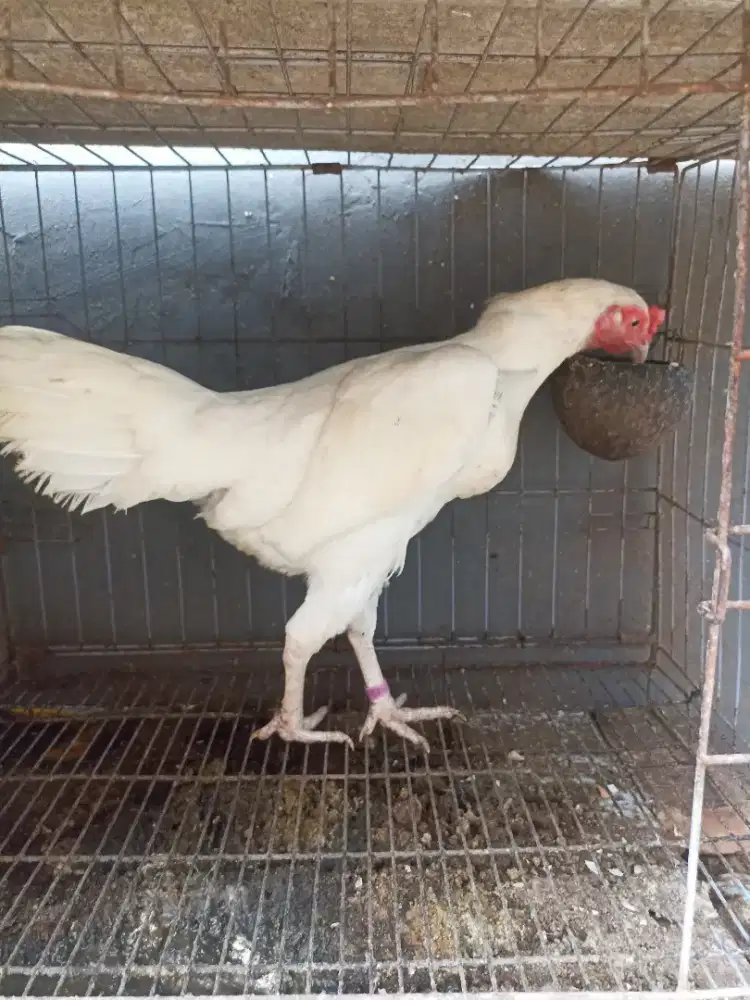 Ayam bangkok biang mata kristal