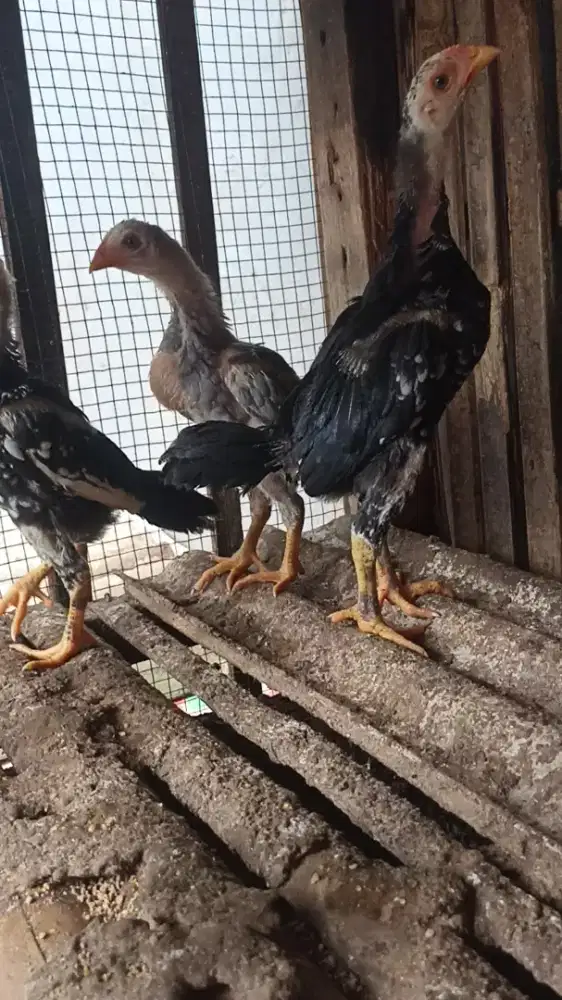 Ayam bangkok ekor lidi