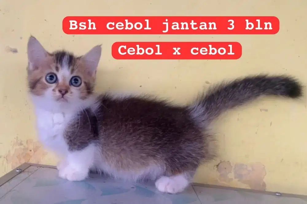 Kucing bsh cebol x cebol bukan x persia ya