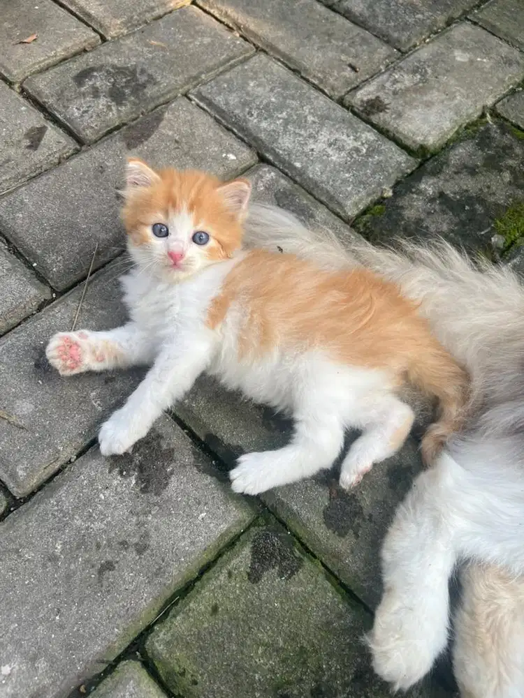 Kitten persia medium