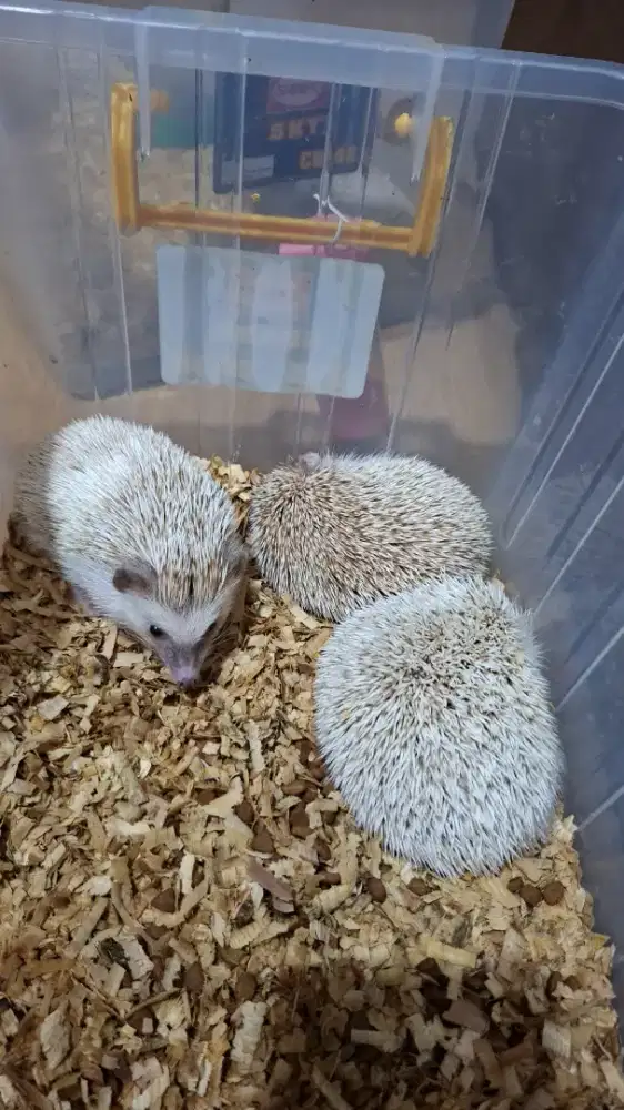 Landak mini ( cewe cowo )