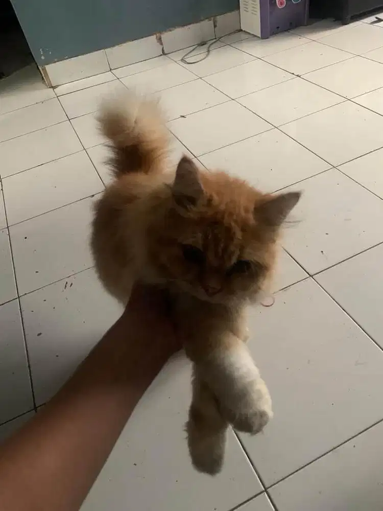 Jual kucing persia 6 bulan
