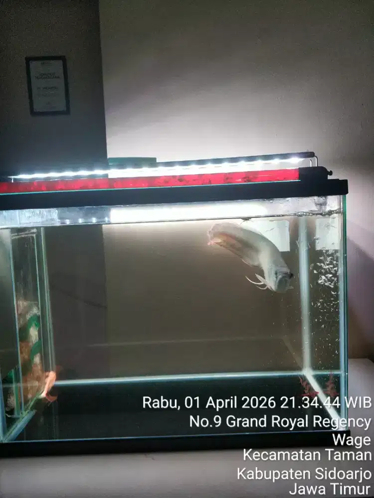 Ikan arwana mendatangkan kesehatan dan kebahagiaa