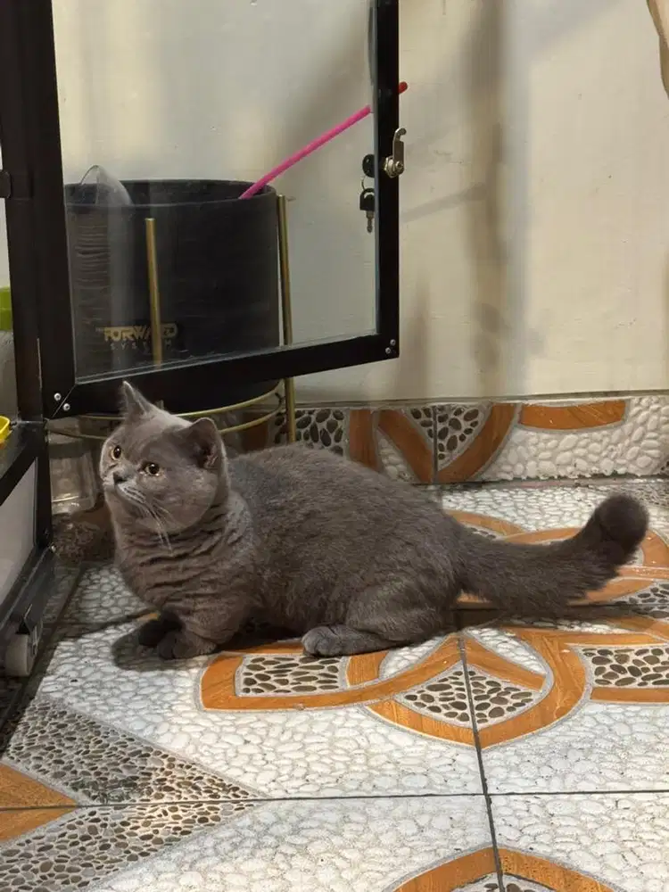 Kucing bsh munckin shorthair