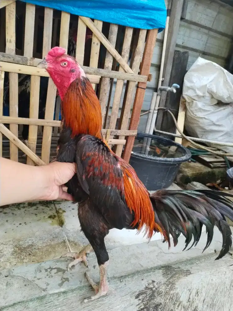 Ayam bangkok pakoy brutal