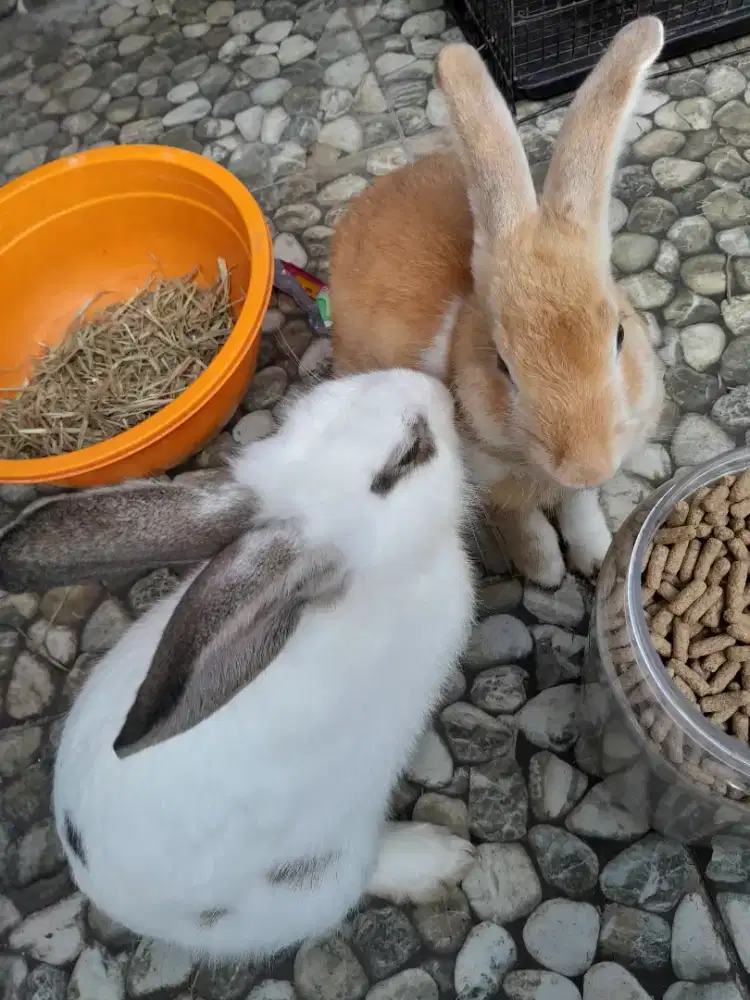 Kelinci Jantan Dewasa