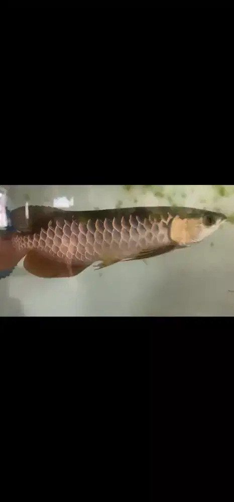 Ikan hias arwana  Golden Gold Bluebase Spek Kwalitas size -+28cm