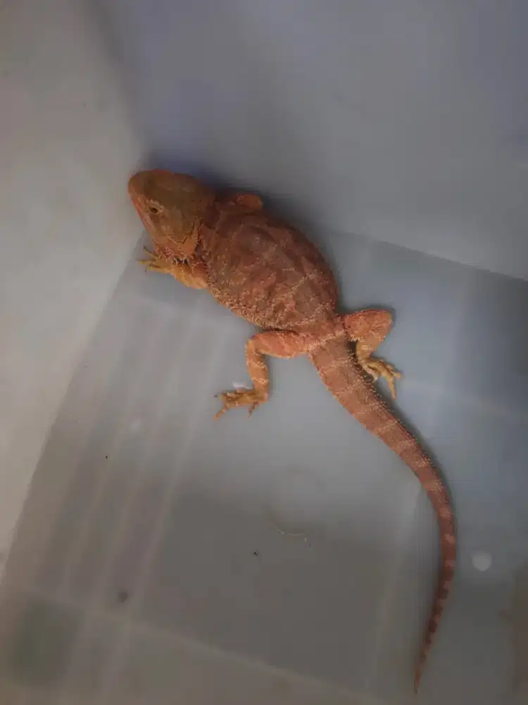 Bearded dragon betina