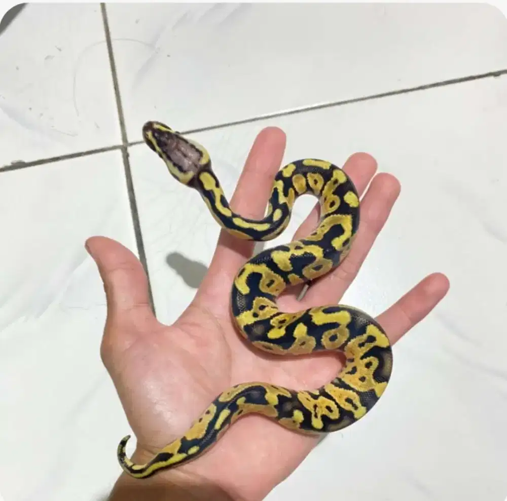 ballpython pastel het pied female