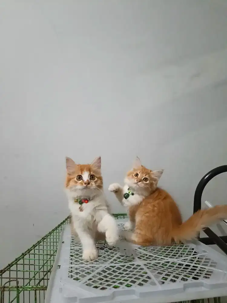 Persia medium 2 ekor betina