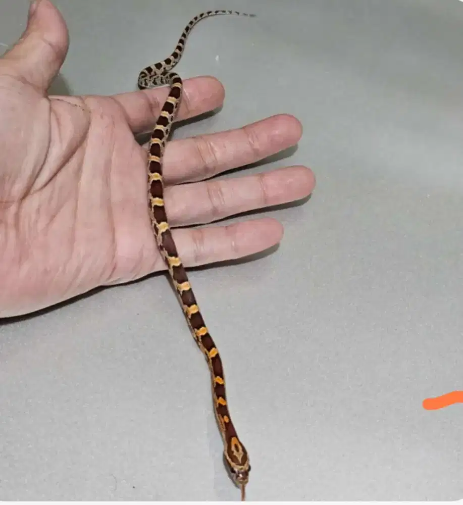 cornsnake okeetee dh fire male