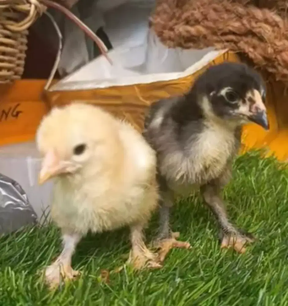 Freelance marketing bibit unggas