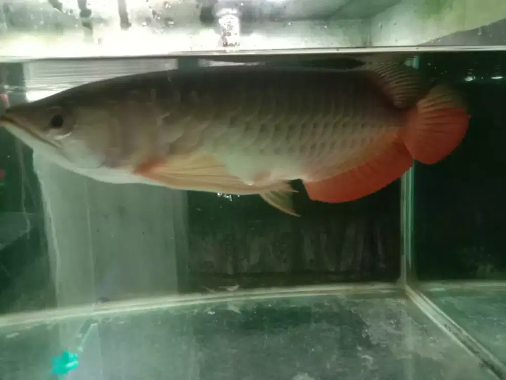 Ikan hias Arwana Golden Red Ganteng mulus size  -+40cm