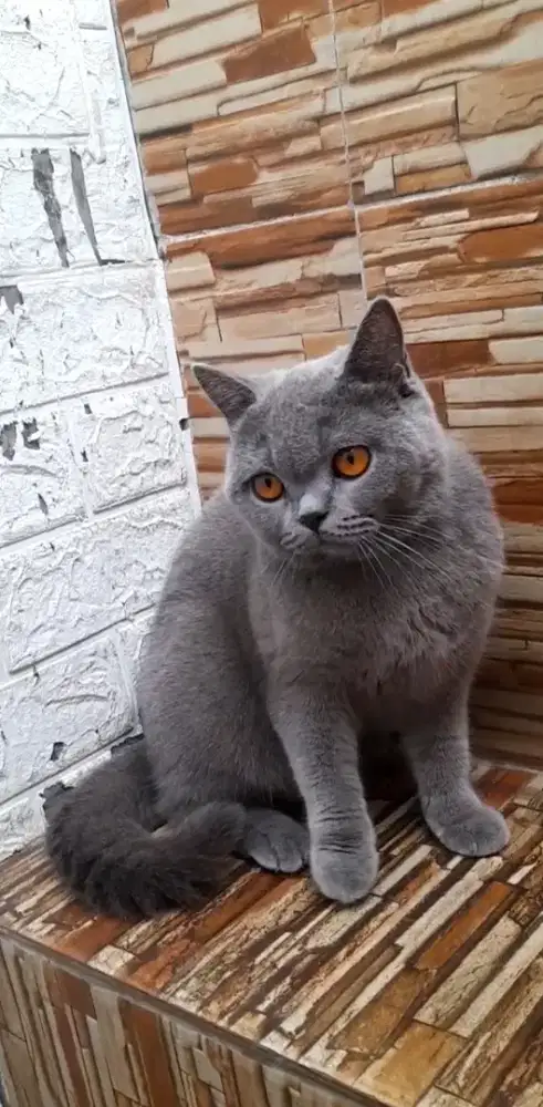 British shorthair