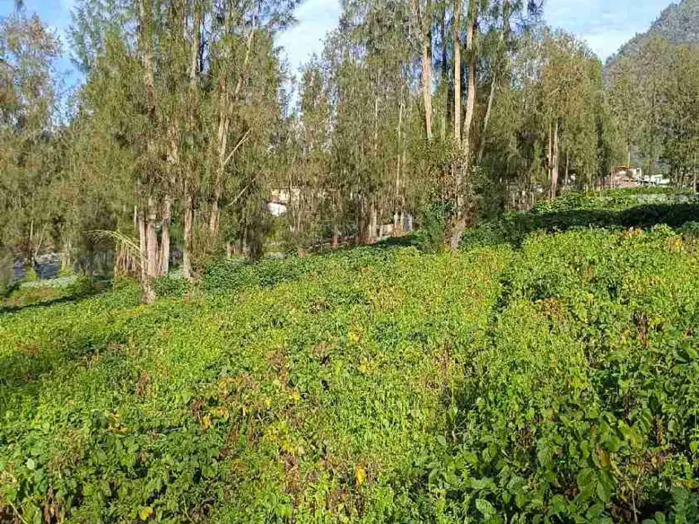 Lahan Bromo View Gunung dan lautan Pasir