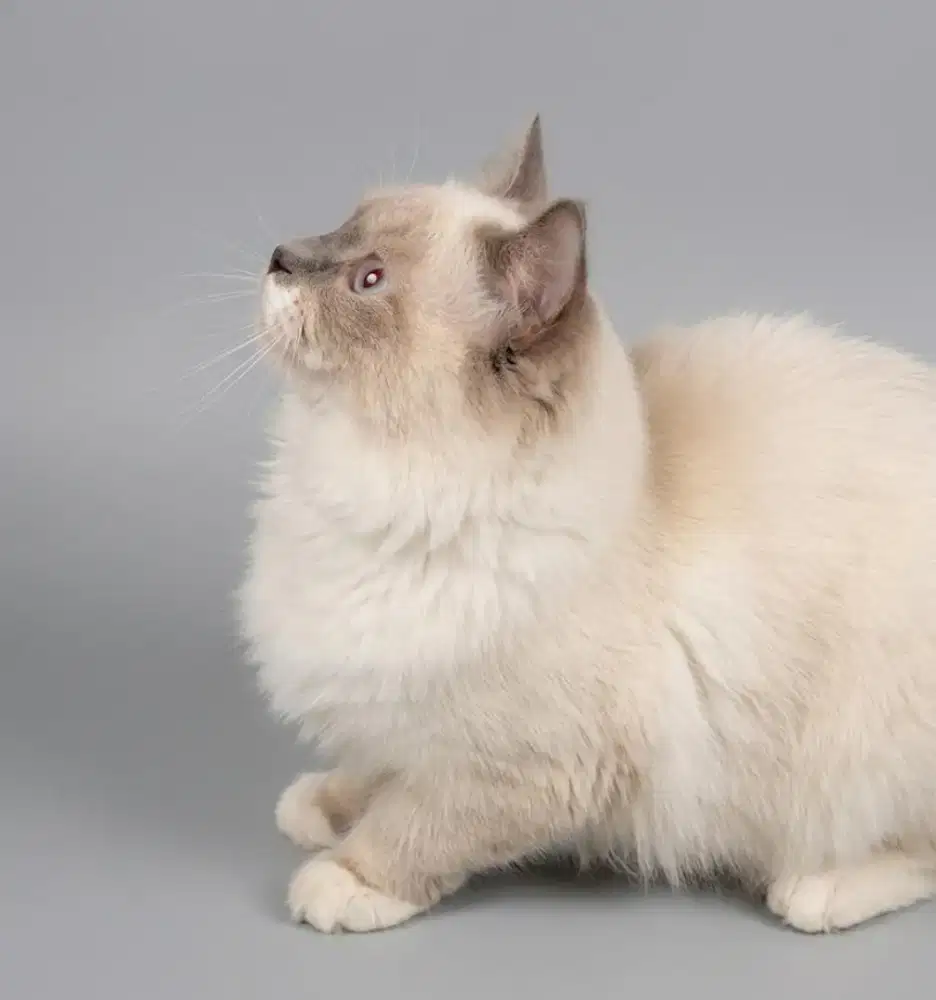 Munchkin Ragdoll Midol Jantan