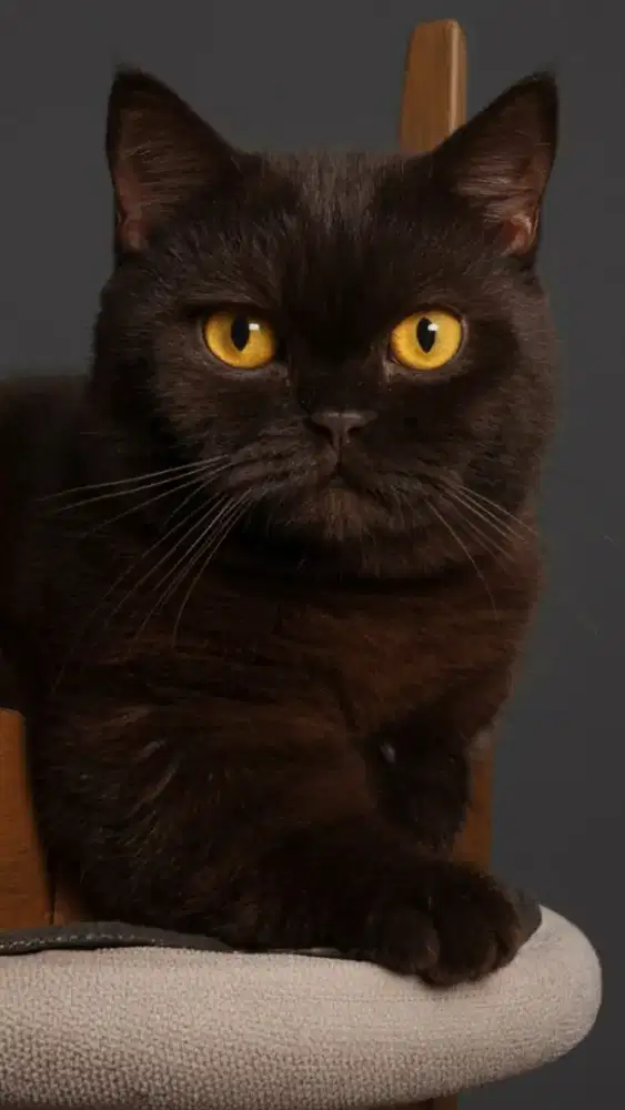 Munchkin Gaelic BSH Black Solid Jantan