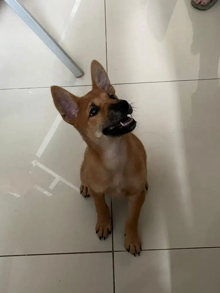 Dijual Shiba Inu (Half Breed)