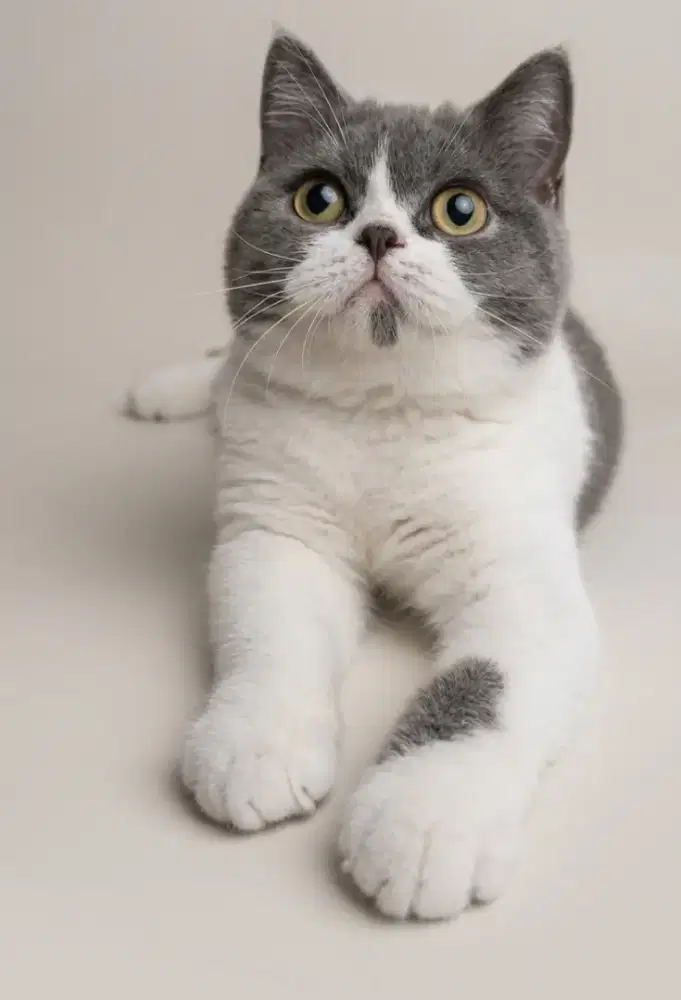 British Short Hair BSH Bicolor Blue Betina Line Cinnamon Import